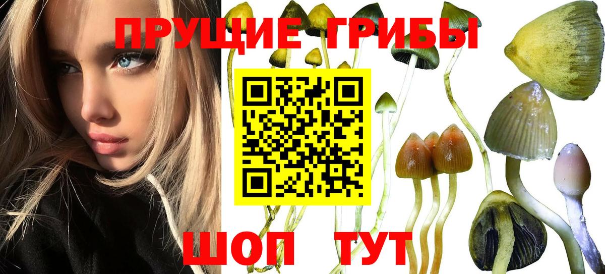 Псилоцибиновые грибы мицелий Великий Устюг